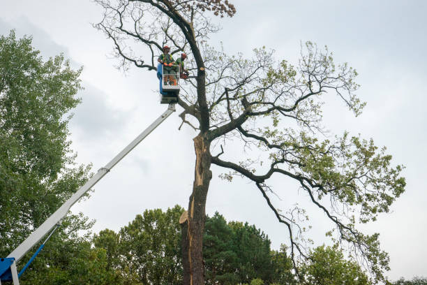 Best Arborist Services Near Me  in Elk Point, SD